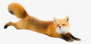 Fox Png #197964