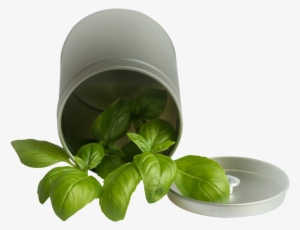 Free Png Basil Leaf Pot Png Images Transparent - Basil Transparent Png #198886