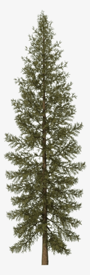 Pine Tree Png Svg Black And White - Douglas Fir Tree Png #199828