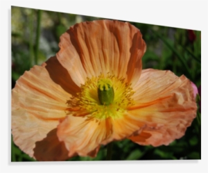 A Poppy Flower Growing Canvas Print - Poppy #1900098