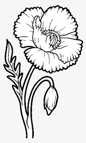 A Poppy Flower Coloring Page - Amapola Para Dibujar #1900185