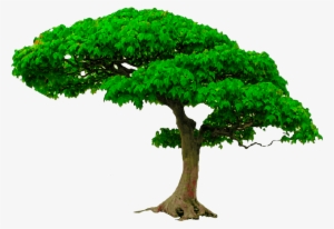 All New Tree Png Zip File, Photoshop Editing Png, Picsart - Tree Png #1902985 All New Tree Png Zip File, Photoshop Editing Png, Picsart - Tree Png #1902985