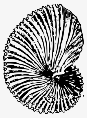 Argonaut Shell Png Images 442 X #1903074