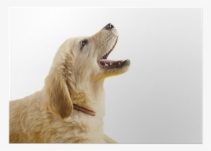 Golden Retriever Puppy With Open Mouth Poster • Pixers® - Dog Barking #1903795