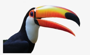 Toucan Do It - Toucan Png #1904125