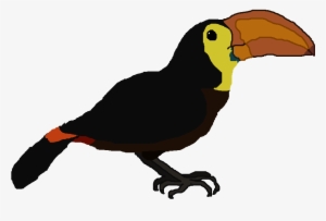 Taylor's Toucan - Clip Art #1904152