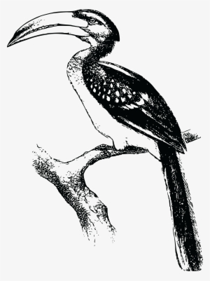 , , - Hornbill Black And White Png #1904282