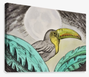 Toucan - Hornbill #1904416