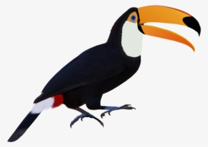 Toucan #1904486