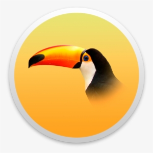 Toucan #1904487