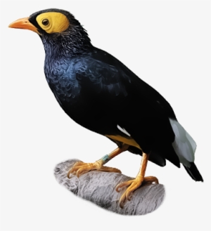 Yellow-faced Myna - Myna #1904774 Yellow-faced Myna - Myna #1904774