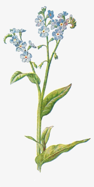 Printable Wildflower Image Download - Forget Me Not Poster #1905601