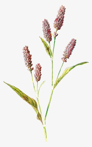 Flower Illustration Png - Vintage Botanical Printables Wild Flower #1905608