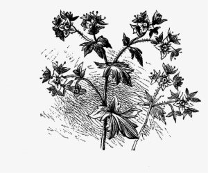 Digital Flower Illustration - Illustration #1905899