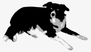 If You Want A Great Place To Buy Dog Accessories Like - Border Collie Vector Png #1906955