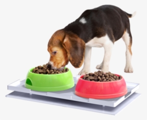 Ant Proof Plate - Ant Proof Feeding Mat #1907142