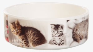 Cat #1907404 Cat #1907404