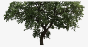 Arbol - Arvore Png Fundo Transparente #1907456