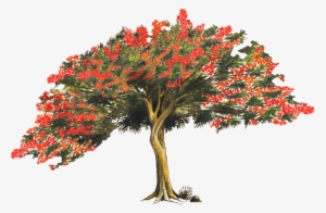 Royal Poinciana Tree Png #1907507