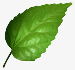 Hojas De Arbol Png - Green Leaf #1907644