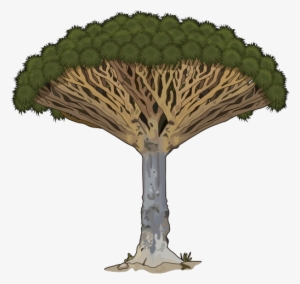 Drago1 - Árbol Medusa En Peligro De Extincion #1907689