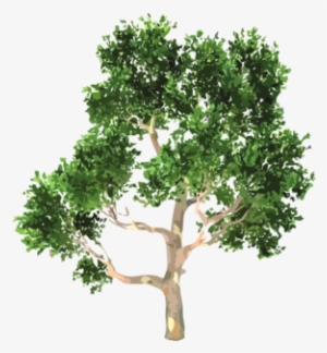 Arbol - Euclidean Vector #1907749