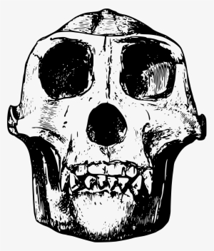 Free Image On Pixabay - Gorilla Skull Png #1908705 Free Image On Pixabay - Gorilla Skull Png #1908705