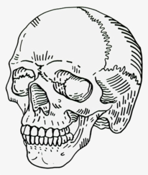 Pin By I D L E W I F E On Scrolling Inspiration - Skull Transparent #1908730