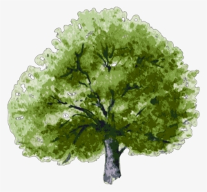 Tree #1909652