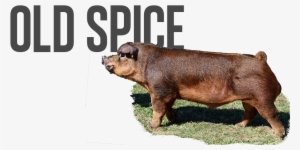 Old Spice - Pre-order - $100 - Overrun - $75 - Last - Robin Schulz #1911280