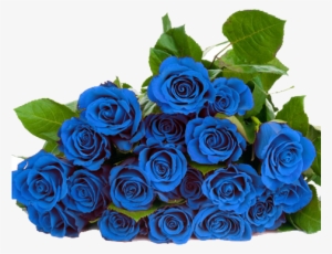 Blue Roses Png - Blue Roses Png Hd #1911760 Blue Roses Png - Blue Roses Png Hd #1911760