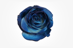 Mary Magdalene On The New Moon Eclipse - Floribunda #1912295