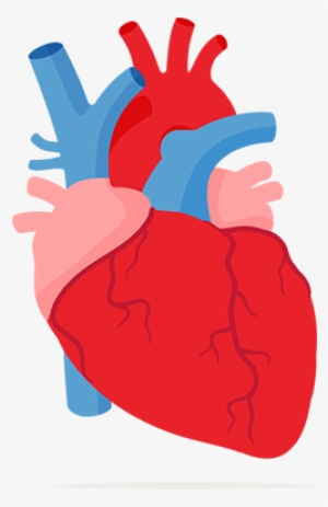 Image Heart And Lungs Clipart - Your Heart #1913154