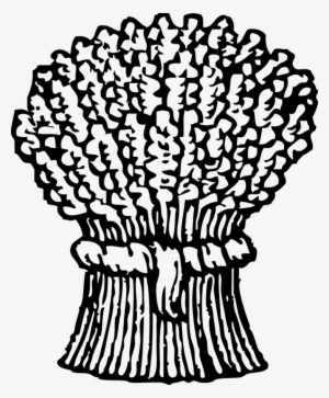 Collection Of Free Bundling Crop Download On - Sheaf Of Wheat Drawing #1914464