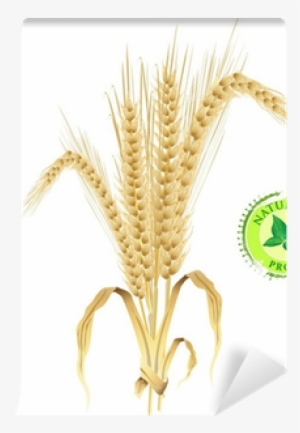 Natural Background, Ears Of Wheat, Vector Illustration #1914582 Natural Background, Ears Of Wheat, Vector Illustration #1914582