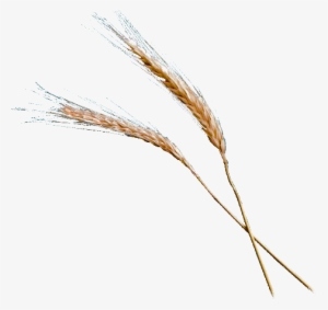 Wheat Vector Png Wheat Illustration Png A Grain Of - Grain Of Wheat #1914746 Wheat Vector Png Wheat Illustration Png A Grain Of - Grain Of Wheat #1914746