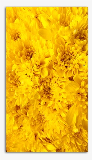 Yellow Flowers Wallpaper Big - Mobile Phone #1915282