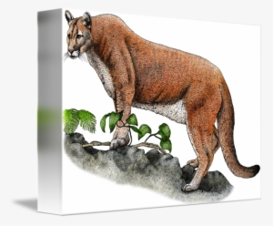 Florida Panther By Roger Hall Jpg Black And White - Endangered Animals Of North America King Duvet #1918745