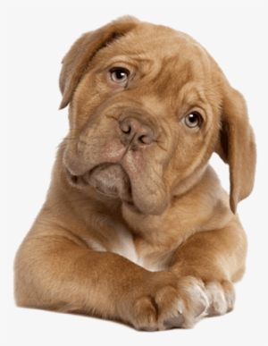 Fast Relief For Dog Ear Infections - Dogue De Bordeaux French Mastiff Puppy (for #1919918