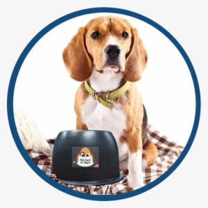 A Beagle With The No Ears In Here Bowl - Long Eared Dogs #1919942