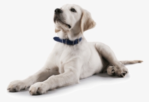 Lab For Ear Page - White Labrador Transparent #1920126