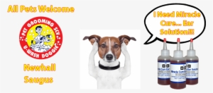 Miracle Cure Ear Solution At U-wash Doggie - Meditation In Minutes: 10 Minutes Or Less #1920307