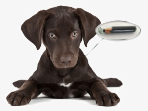 Pet Ear Infections - Petco 10 Off Coupon 2016 #1920309