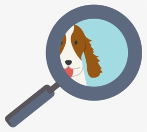 Springer Spaniels Are Medium Sized Dogs With Bodies - Boston Terrier #1920423