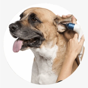 Ear Cleaning - Ear #1920566