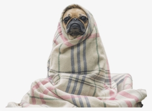 £5 Off When You Book Your First Full Groom - Oops Landing Page #1921780