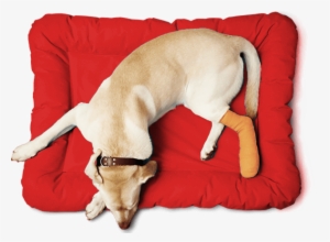 That's Why East Texas Pet Emergency Clinic In Longview - Companion Dog #1921980