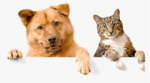 Subscribe To Thegoodypet Newsletter - Moving Cats And Dogs #1921982