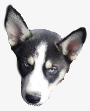Siberian Husky #1922003