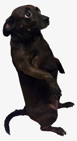 Cut - Hunting Dog #1922028